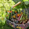 Large Harvesting Basket Best