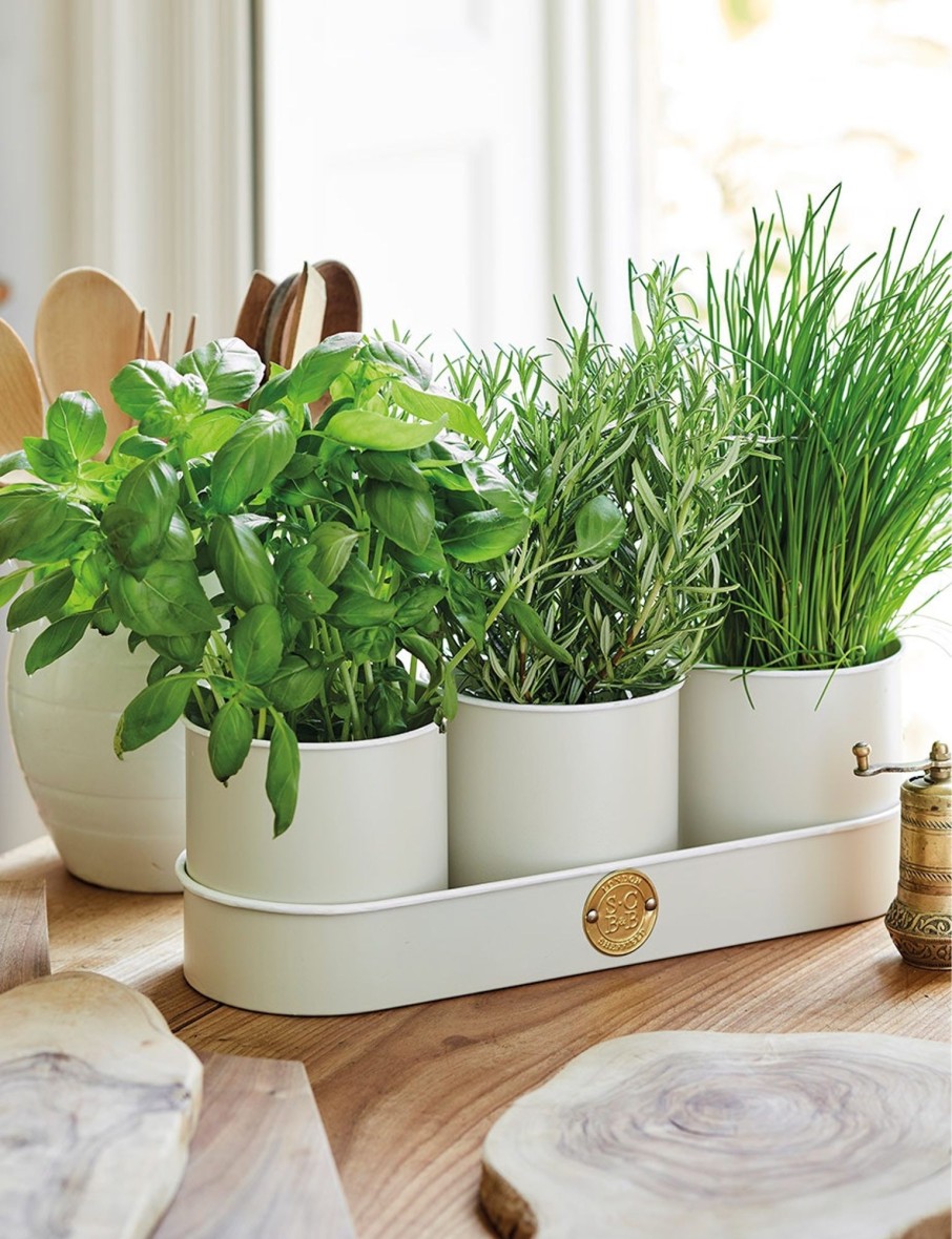 Buttermilk Herb Pots - Set Of Three Best